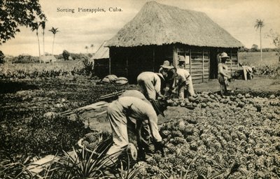 Sorting Pineapples, Cuba by Unbekannt