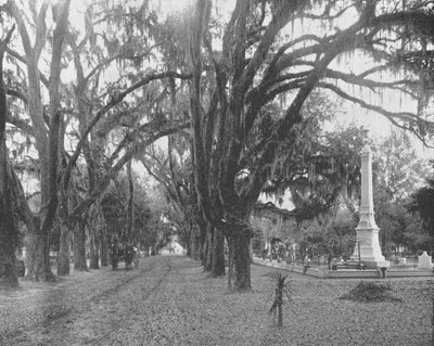 Spanish Moss on Live Oaks, Savannah, Georgia, USA by Unbekannt