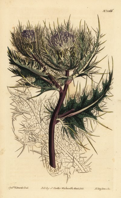 Spiniest thistle, Cirsium spinosissimum by Unbekannt