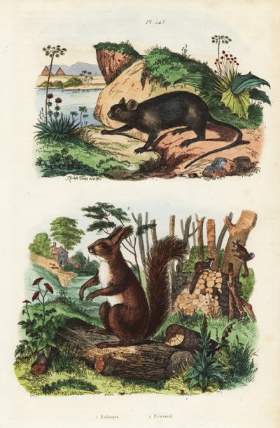 Spiny tree-rat, Echimys chrysurus, and Eurasian red squirrel, Sciurus vulgaris by Unbekannt