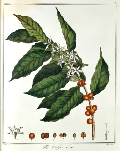 Sprig of Coffee Coffea arabica Showing Flowers and Beans, 1798 by Unbekannt