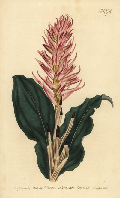 Stenorrhynchos speciosum orchid by Unbekannt