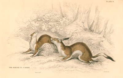 Stoat Mustela Erminea, Member of the Weasel Family, 1828 by Unbekannt