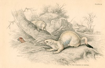 Stoat Mustela erminea, member of the weasel family, 1828 by Unbekannt
