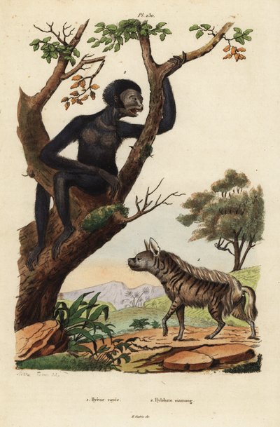Striped hyena, Hyaena hyaena, and siamang, Symphalangus syndactylus, endangered by Unbekannt