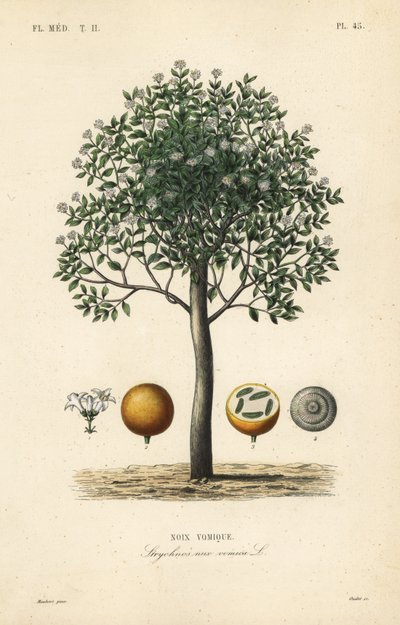 Strychnine tree, nux vomica, poison nut or semen strychnos by Unbekannt
