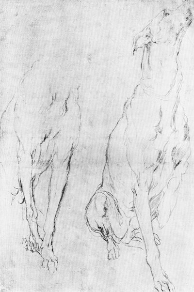 Study for the Greyhound in the Portrait of the Duke of Richmond by Unbekannt