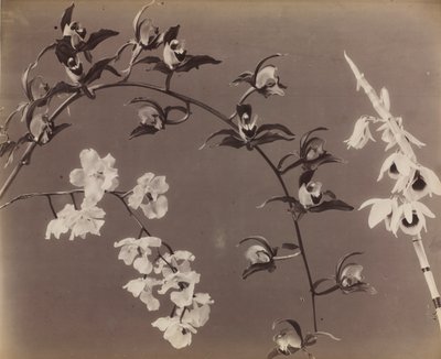 Study of Orchids by Unbekannt