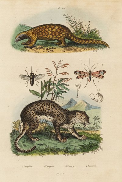 Sunda pangolin, Manis javanica, critically endangered, leopard, Panthera pardus, horse fly, Tabanus rostratus, scorpion fly, Panorpa communis by Unbekannt