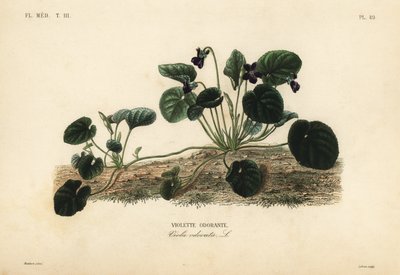 Sweet violet or garden violet, Viola odorata by Unbekannt