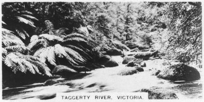Taggerty River, Victoria, Australia by Unbekannt