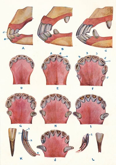 Teeth of a Horse as an Indication of Age by Unbekannt