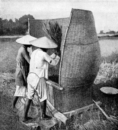 The Annamese way of reaping and threshing rice, Annam, Vietnam, 1922 by Unbekannt