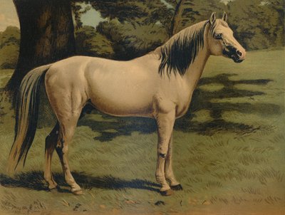 The Arab Pony Charger of General Sir Hope Grant, c1879 by Unbekannt