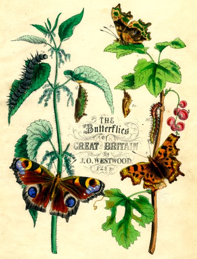 The Butterflies of Great Britain, c1855 by Unbekannt