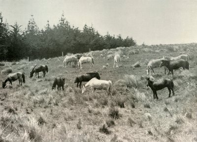 The Manchurian Ponies on Quail Island, Port Lyttelton, c1907 by Unbekannt
