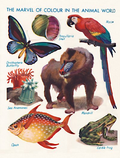 The Marvel of Colour in the Animal World by Unbekannt