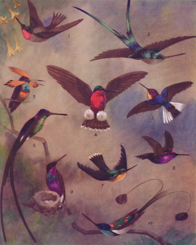 The Marvellous Colour of Humming-Birds, 1935 by Unbekannt