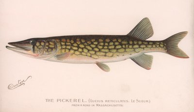 The Pickerel Lucius Reticulatus. Le Sueur., c1920s by Unbekannt