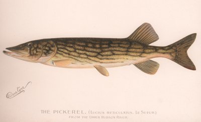 The Pickerel Lucius Reticulatus. Le Sueur by Unbekannt