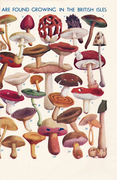 The Principal Edible and Poisonous Fungi In The British Isles, 1935 by Unbekannt