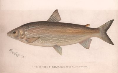The White Fish Coregonus Clupeiformis by Unbekannt