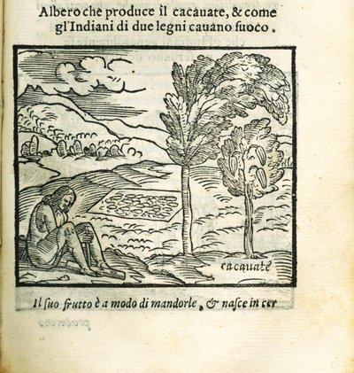 The Cocoa Tree. From Historia del Mondo Nuovo by Girolamo Benzoni by Unbekannt