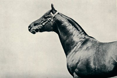 The head of thoroughbred racehorse, Radium, c1910 by Unbekannt