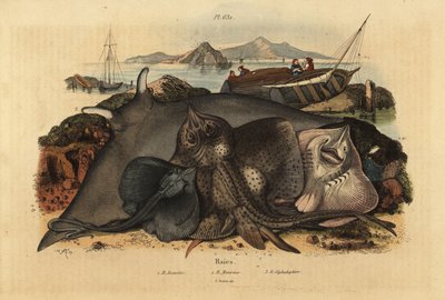 Thornback ray, Raja clavata, Lusitanian cownose ray, Rhinoptera marginata, and giant devil ray, Mobula mobular, endangered by Unbekannt