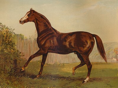 Thoroughbred Sire Blair Athol, Winner of the Derby & St Leger by Unbekannt
