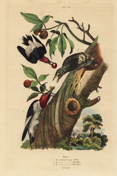 Three-toed Woodpecker, Male, Female and Juvenile Outside Nest by Unbekannt