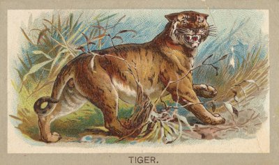 Tiger, from the Animals of the World series T180, issued by Abdul Cigarettes by Unbekannt