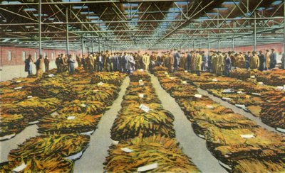 Tobacco Sale, an Ever Interesting Scene by Unbekannt
