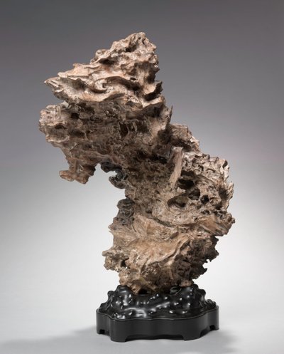 Tree Root by Unbekannt