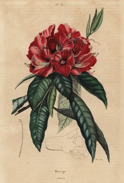 Tree rhododendron, Rhododendron arboreum by Unbekannt