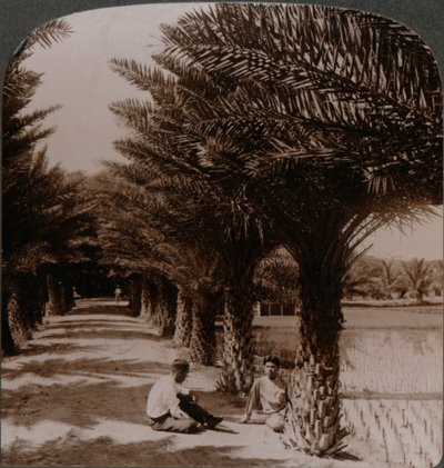 Tropical Beauty of an Avenue of Date Palms, Moanalua near Honolulu, H. Is. by Unbekannt