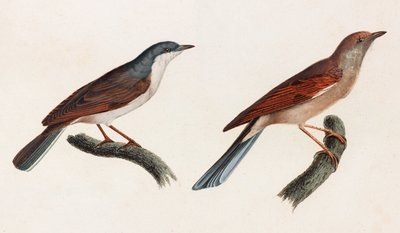 Two Colour Illustrations of Birds by Unbekannt