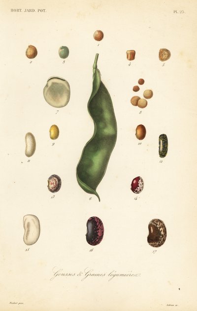 Varieties of peas and beans by Unbekannt