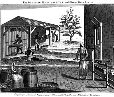 Various stages in the production of tobacco, Virginia, USA, 1750 by Unbekannt