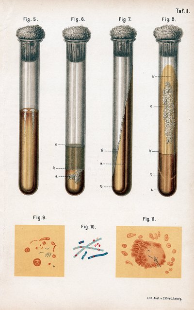Various Types of Bacteria, 1889 by Unbekannt