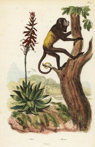 Venezuelan red howler, Alouatta seniculus, and Aloe vera by Unbekannt