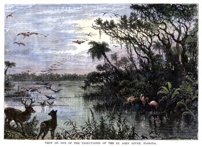 View on One of the Tributaries of the St John River, Florida, 19th century by Unbekannt