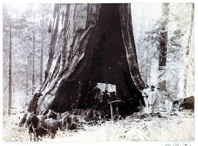 Wagon passing through a giant tree, North America, c 1900 by Unbekannt