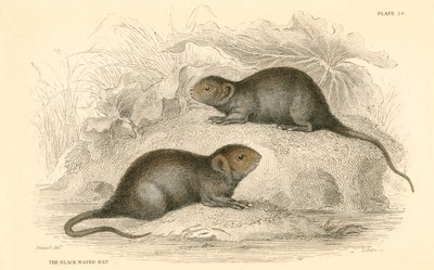 Water Vole Arvicola Terrestris, Also Known as the Black Water Rat by Unbekannt