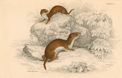 Weasel, the smallest European carnivore, 1828 by Unbekannt