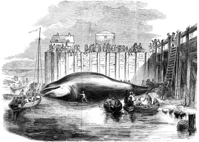 Whale captured in the Thames, Grays, Essex by Unbekannt