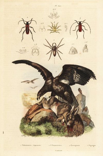 White-tailed sea eagle, Haliaeetus albicilla, and prey, water spider, Argyroneta aquatica, Purpuricenus beetles by Unbekannt