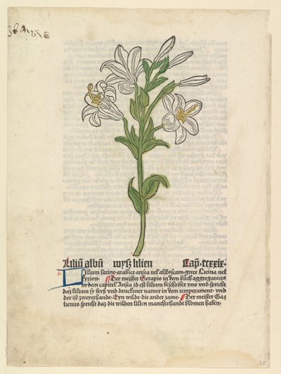 White Lily, illustration from Gart der Gesundheit Sch.4332, March 28, 1485 by Unbekannt