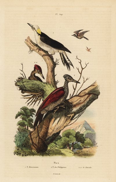 White woodpecker, Melanerpes candidus, Philippine pygmy woodpecker, Yungipicus maculatus, male and female by Unbekannt