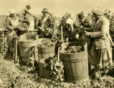 Wine Harvest near Baden bei Wien, Lower Austria, c1935 by Unbekannt